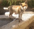 Αλυσοδεμένη αλεπού στο Κορωπί